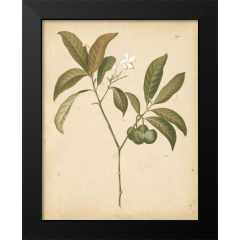 Natures Greenery V Black Modern Wood Framed Art Print by Unknown