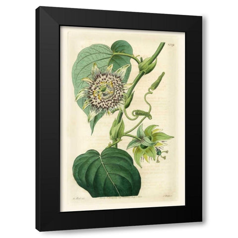 Antique Passionflower I Black Modern Wood Framed Art Print by Hart, M.
