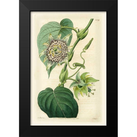 Antique Passionflower I Black Modern Wood Framed Art Print by Hart, M.