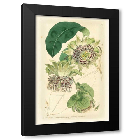 Antique Passionflower II Black Modern Wood Framed Art Print with Double Matting by Hart, M.