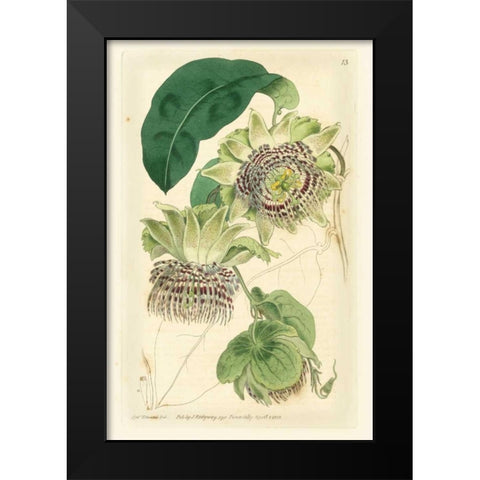 Antique Passionflower II Black Modern Wood Framed Art Print by Hart, M.