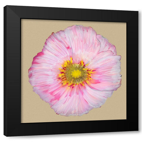 Poppy Blossom III Black Modern Wood Framed Art Print by Ludwig, Alicia