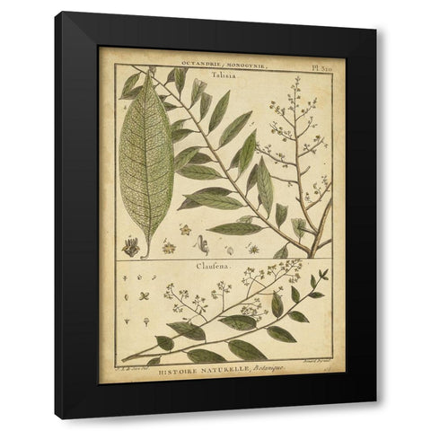 Diderot Antique Ferns I Black Modern Wood Framed Art Print with Double Matting by Diderot, Denis