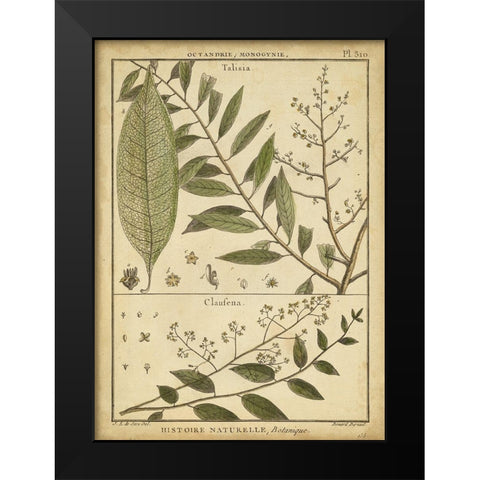 Diderot Antique Ferns I Black Modern Wood Framed Art Print by Diderot, Denis