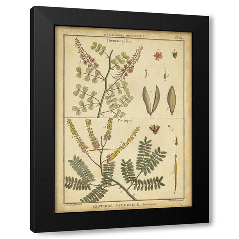 Diderot Antique Ferns II Black Modern Wood Framed Art Print by Diderot, Denis