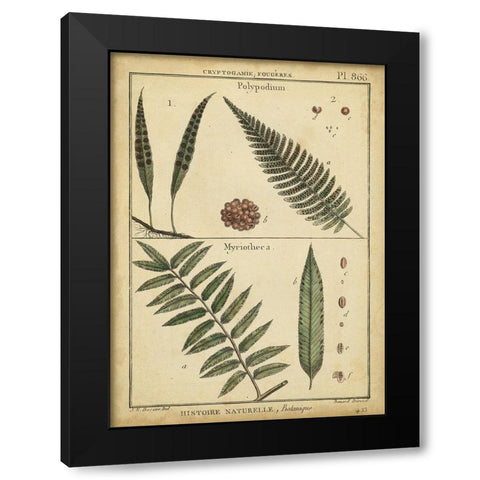 Diderot Antique Ferns III Black Modern Wood Framed Art Print with Double Matting by Diderot, Denis