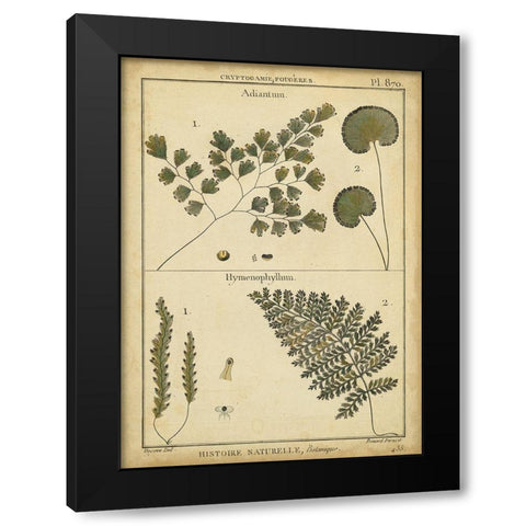 Diderot Antique Ferns IV Black Modern Wood Framed Art Print with Double Matting by Diderot, Denis