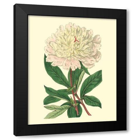 Chinese Peony Black Modern Wood Framed Art Print by Edwards