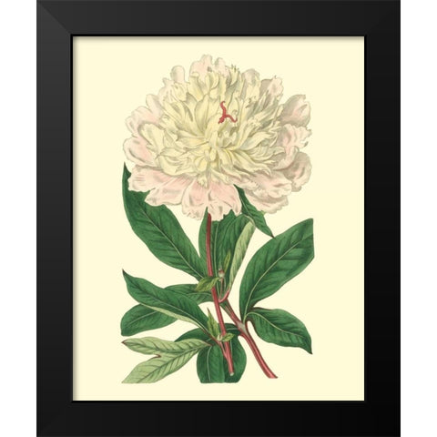 Chinese Peony Black Modern Wood Framed Art Print by Edwards