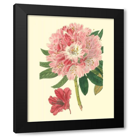 Pink Rhododendron Black Modern Wood Framed Art Print by Edwards