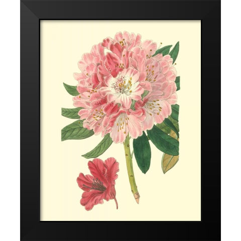 Pink Rhododendron Black Modern Wood Framed Art Print by Edwards