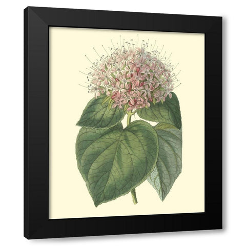 Fragrant Clerodendron Black Modern Wood Framed Art Print with Double Matting by Edwards, Sydenham