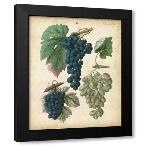 Calwer Grapes I Black Modern Wood Framed Art Print with Double Matting by Calwer