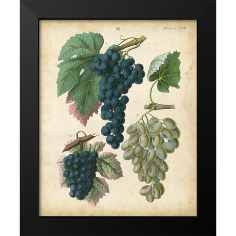 Calwer Grapes I Black Modern Wood Framed Art Print by Calwer