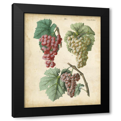 Calwer Grapes II Black Modern Wood Framed Art Print with Double Matting by Calwer