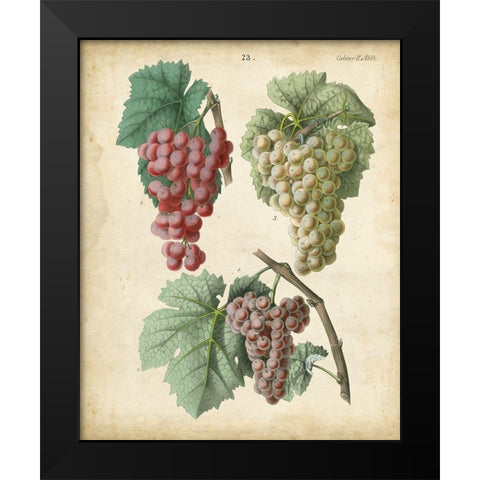 Calwer Grapes II Black Modern Wood Framed Art Print by Calwer