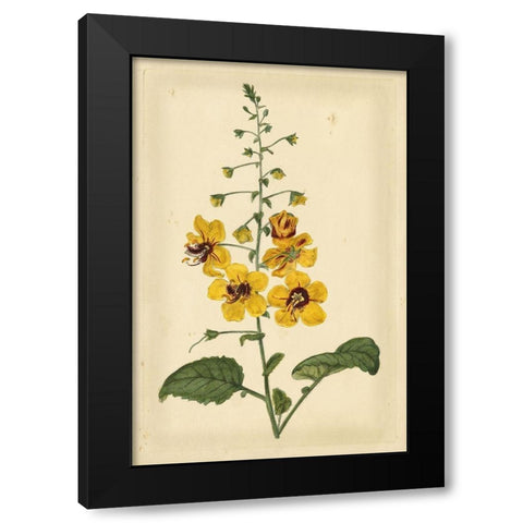 Floral Varieties I Black Modern Wood Framed Art Print with Double Matting by Curtis