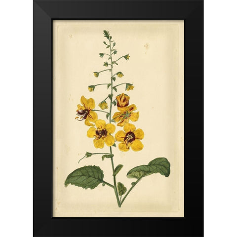 Floral Varieties I Black Modern Wood Framed Art Print by Curtis