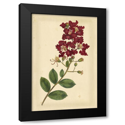 Floral Varieties II Black Modern Wood Framed Art Print with Double Matting by Curtis