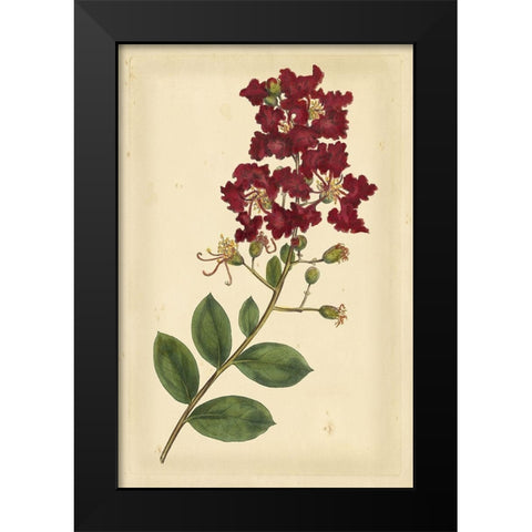 Floral Varieties II Black Modern Wood Framed Art Print by Curtis