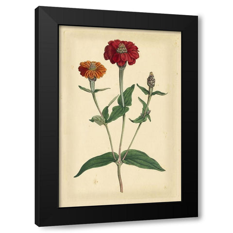 Floral Varieties III Black Modern Wood Framed Art Print with Double Matting by Curtis