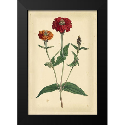 Floral Varieties III Black Modern Wood Framed Art Print by Curtis