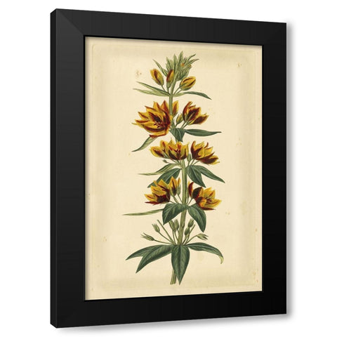 Floral Varieties IV Black Modern Wood Framed Art Print by Curtis