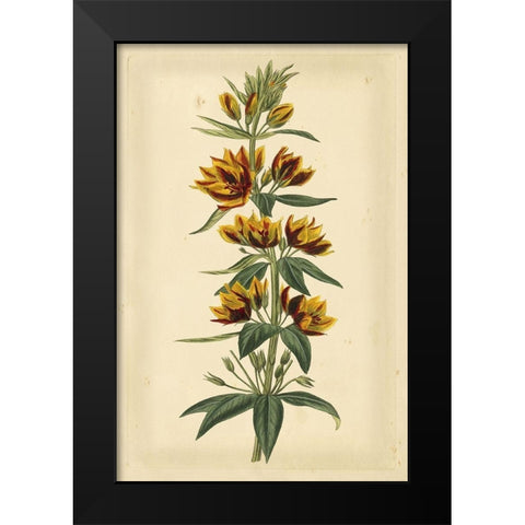 Floral Varieties IV Black Modern Wood Framed Art Print by Curtis