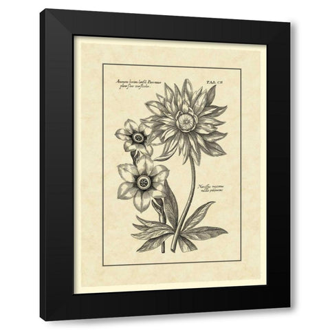 Vintage Besler I Black Modern Wood Framed Art Print with Double Matting by Besler, Basilius