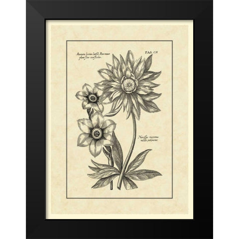 Vintage Besler I Black Modern Wood Framed Art Print by Besler, Basilius