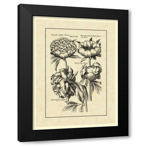 Vintage Besler II Black Modern Wood Framed Art Print by Besler, Basilius