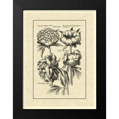 Vintage Besler II Black Modern Wood Framed Art Print by Besler, Basilius