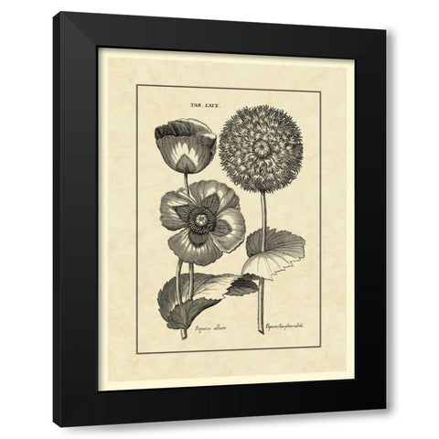 Vintage Besler III Black Modern Wood Framed Art Print with Double Matting by Besler, Basilius