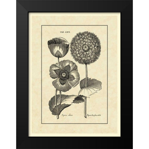 Vintage Besler III Black Modern Wood Framed Art Print by Besler, Basilius