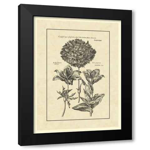 Vintage Besler IV Black Modern Wood Framed Art Print with Double Matting by Besler, Basilius