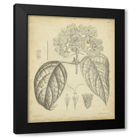 Vintage Curtis Botanical I Black Modern Wood Framed Art Print with Double Matting by Curtis