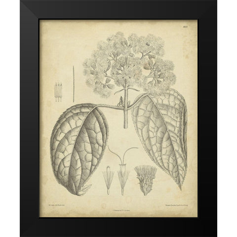 Vintage Curtis Botanical I Black Modern Wood Framed Art Print by Curtis