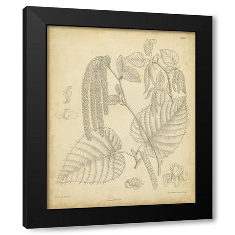 Vintage Curtis Botanical II Black Modern Wood Framed Art Print with Double Matting by Curtis