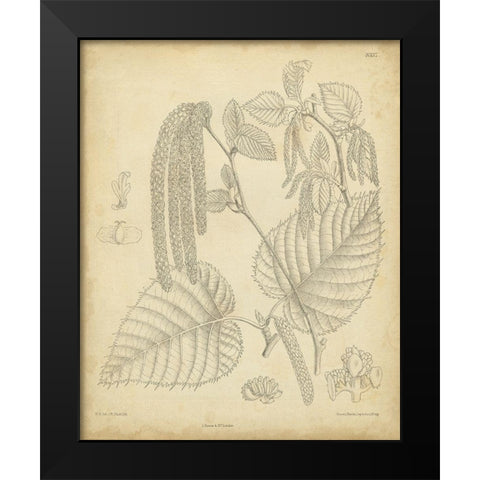 Vintage Curtis Botanical II Black Modern Wood Framed Art Print by Curtis