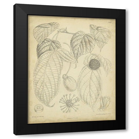 Vintage Curtis Botanical III Black Modern Wood Framed Art Print by Curtis