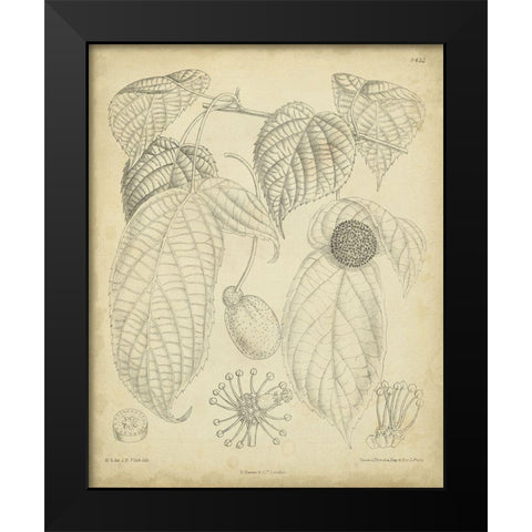 Vintage Curtis Botanical III Black Modern Wood Framed Art Print by Curtis