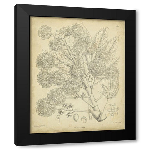 Vintage Curtis Botanical IV Black Modern Wood Framed Art Print by Curtis