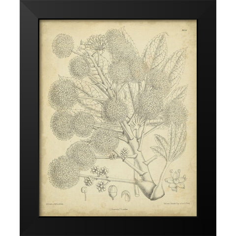 Vintage Curtis Botanical IV Black Modern Wood Framed Art Print by Curtis
