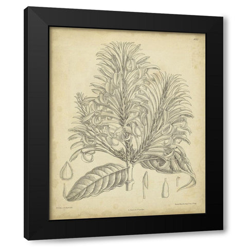 Vintage Curtis Botanical V Black Modern Wood Framed Art Print by Curtis