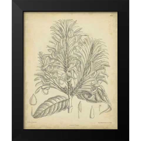 Vintage Curtis Botanical V Black Modern Wood Framed Art Print by Curtis