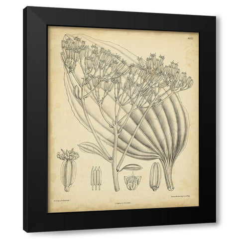 Vintage Curtis Botanical VI Black Modern Wood Framed Art Print with Double Matting by Curtis