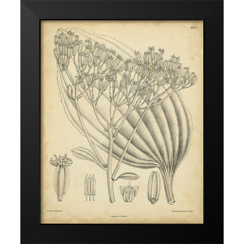 Vintage Curtis Botanical VI Black Modern Wood Framed Art Print by Curtis