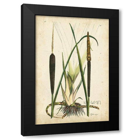 Antique Cattail I Black Modern Wood Framed Art Print with Double Matting by Curtis