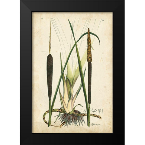 Antique Cattail I Black Modern Wood Framed Art Print by Curtis
