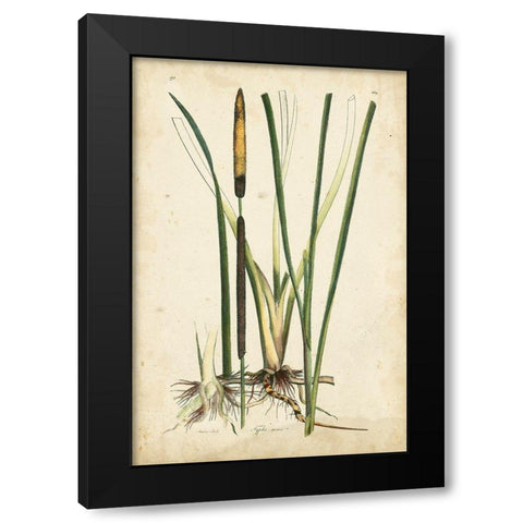 Antique Cattail II Black Modern Wood Framed Art Print by Curtis